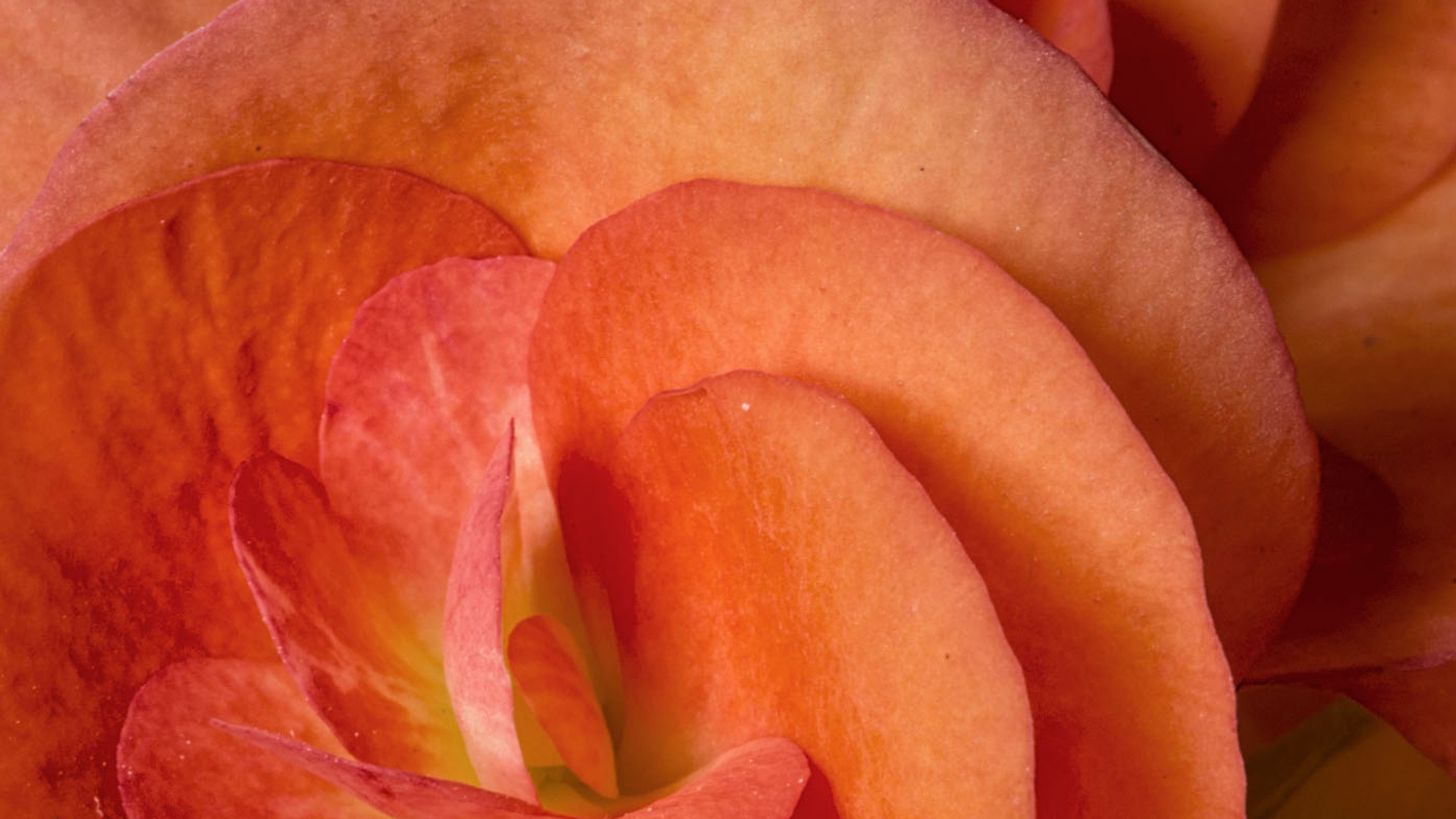 Nature's Brushstrokes